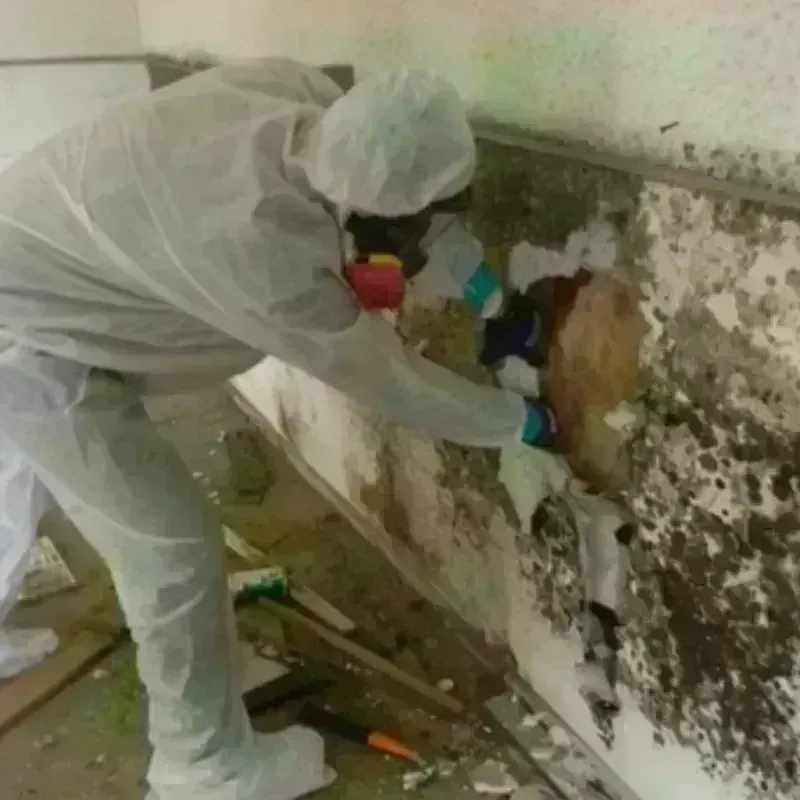 Mold Remediation and Removal in Waterford, MI